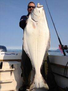 Nice Ucluelet Halibut