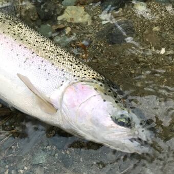 March 2018 Winter Steelhead